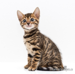  Bengal Zucht gesund